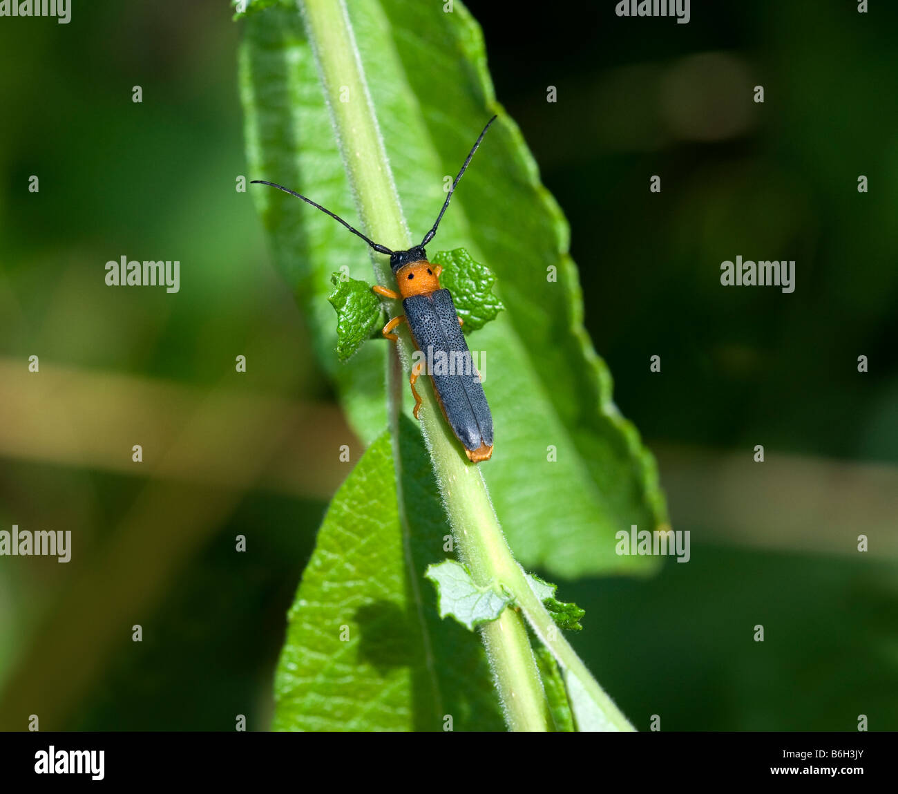 Oberea oculata su salix Foto Stock