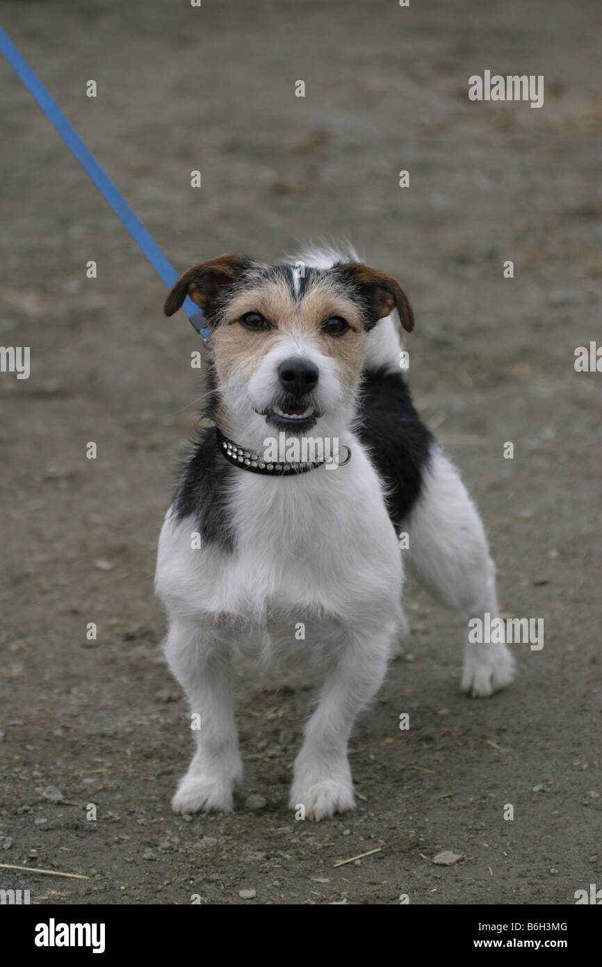 Jack Russell Terrier Foto Stock