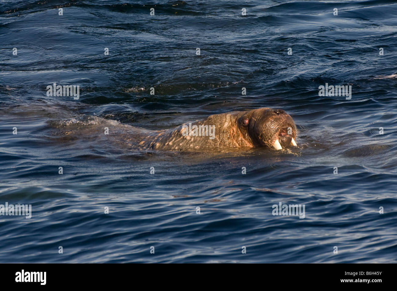 Walrus, Baffin Island, Canada Foto Stock