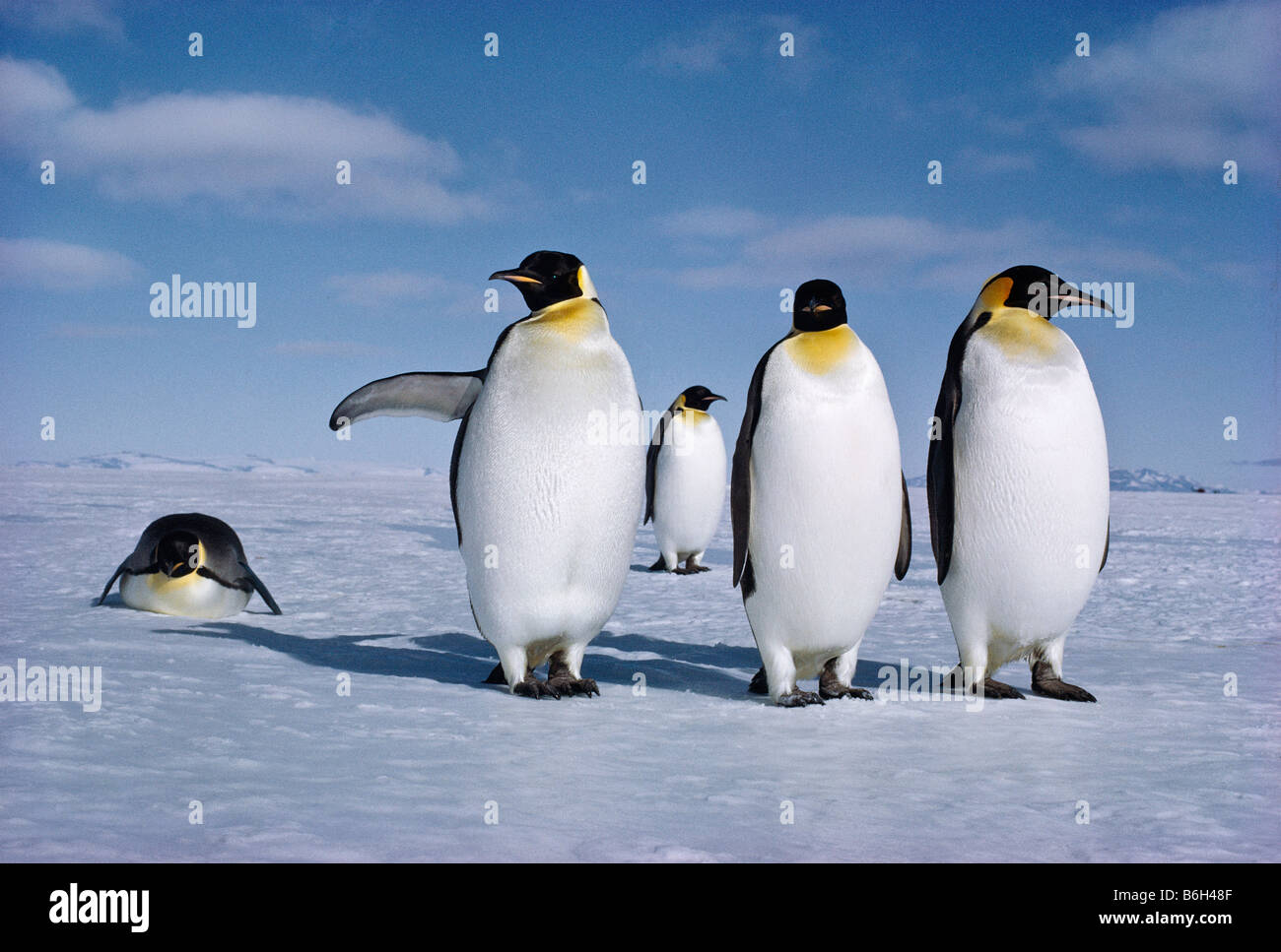 Aptenodytes forsteri, pinguini imperatore, il maschio pinguino imperatore contiene il singolo uovo su i suoi piedi per due mesi invernali Foto Stock