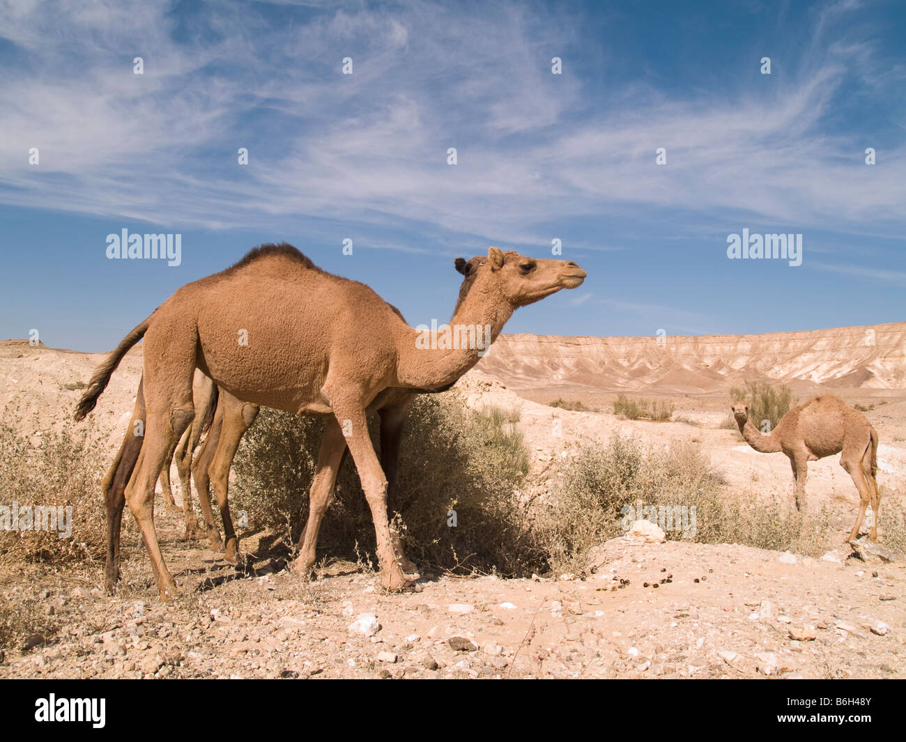 Israele camel pascolo del bestiame Negev Deserto della Giudea della parte sud del mar morto vicino a Masada allevamento di cammelli Foto Stock