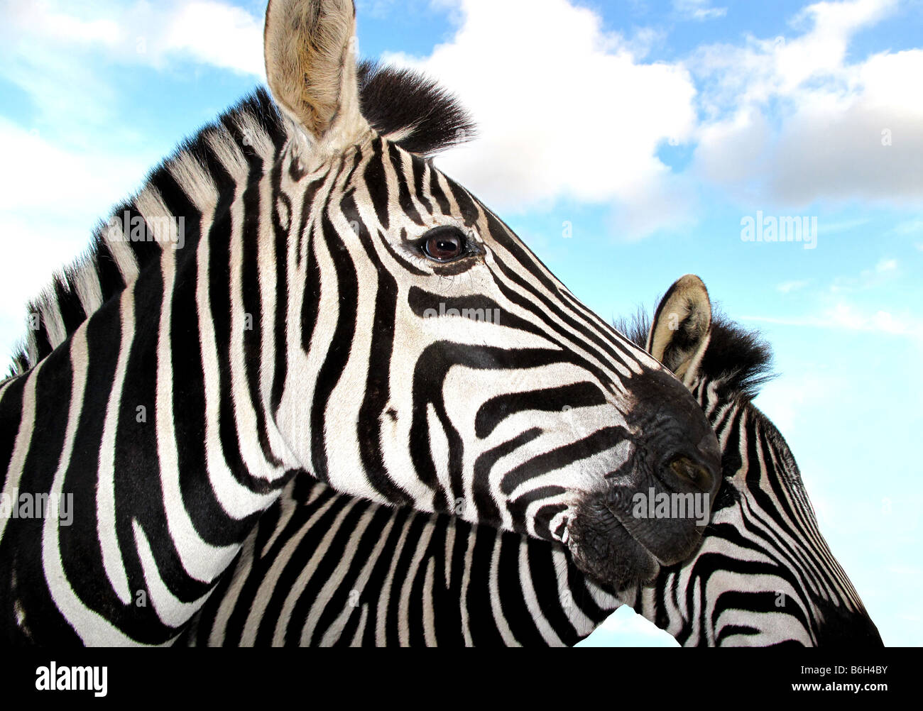 Due Zebra portarits testa contro un nuvoloso cielo blu. Foto Stock