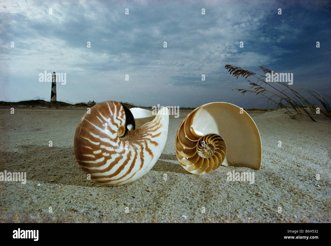 Conchiglie sulla spiaggia, Nautilus pompilio, Chambered nautilus shell, svela i segreti dell'Universo a spirale, Nuova Caledonia, Australia Foto Stock