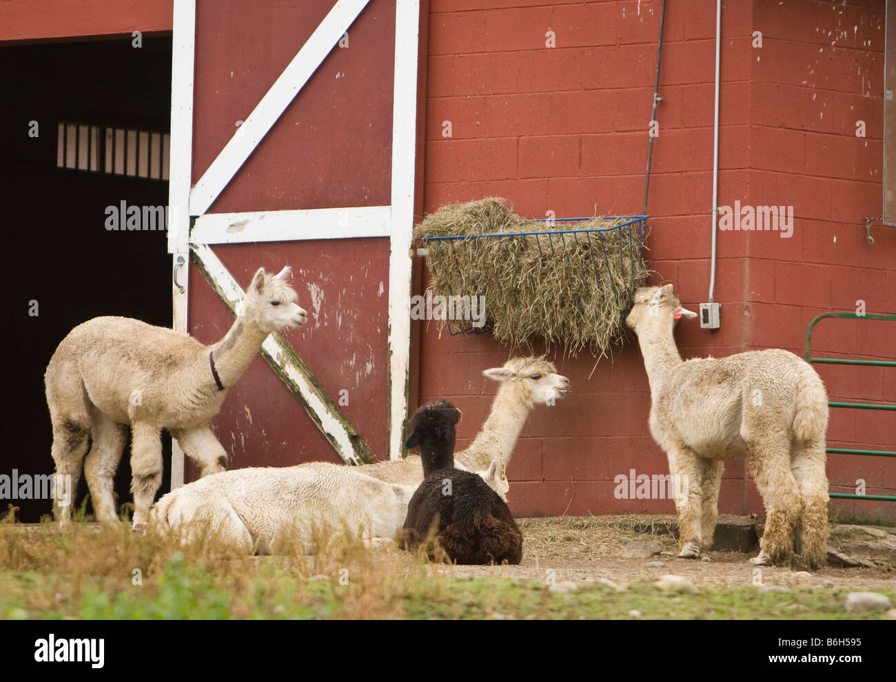 Llamas nei pressi di un fienile Foto Stock