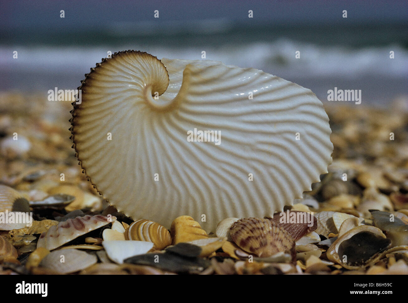 Conchiglie sulla spiaggia, spirale di vita, Argonauta nodosa, simmetrici di bellezza di una carta Nautilus, Nuova Caledonia Foto Stock