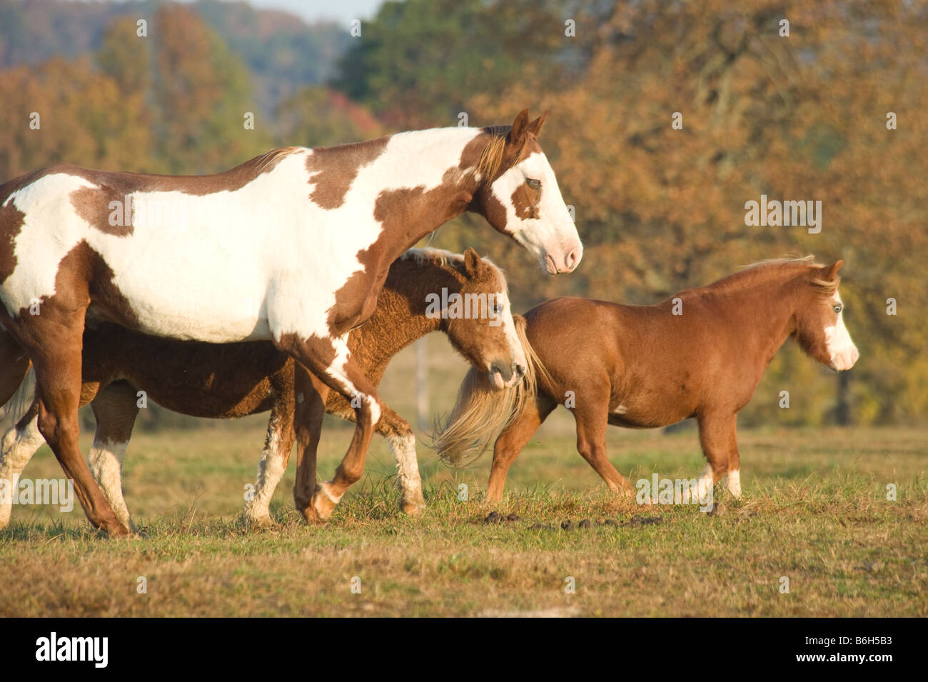 Cavalli in fieri Spiritr Horse Rescue Arkansas Foto Stock