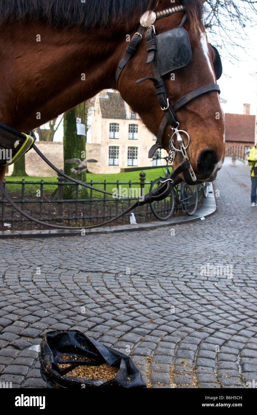 Un cavallo getting alimentato tra passeggiate al parco Minnewater in Bruges Foto Stock