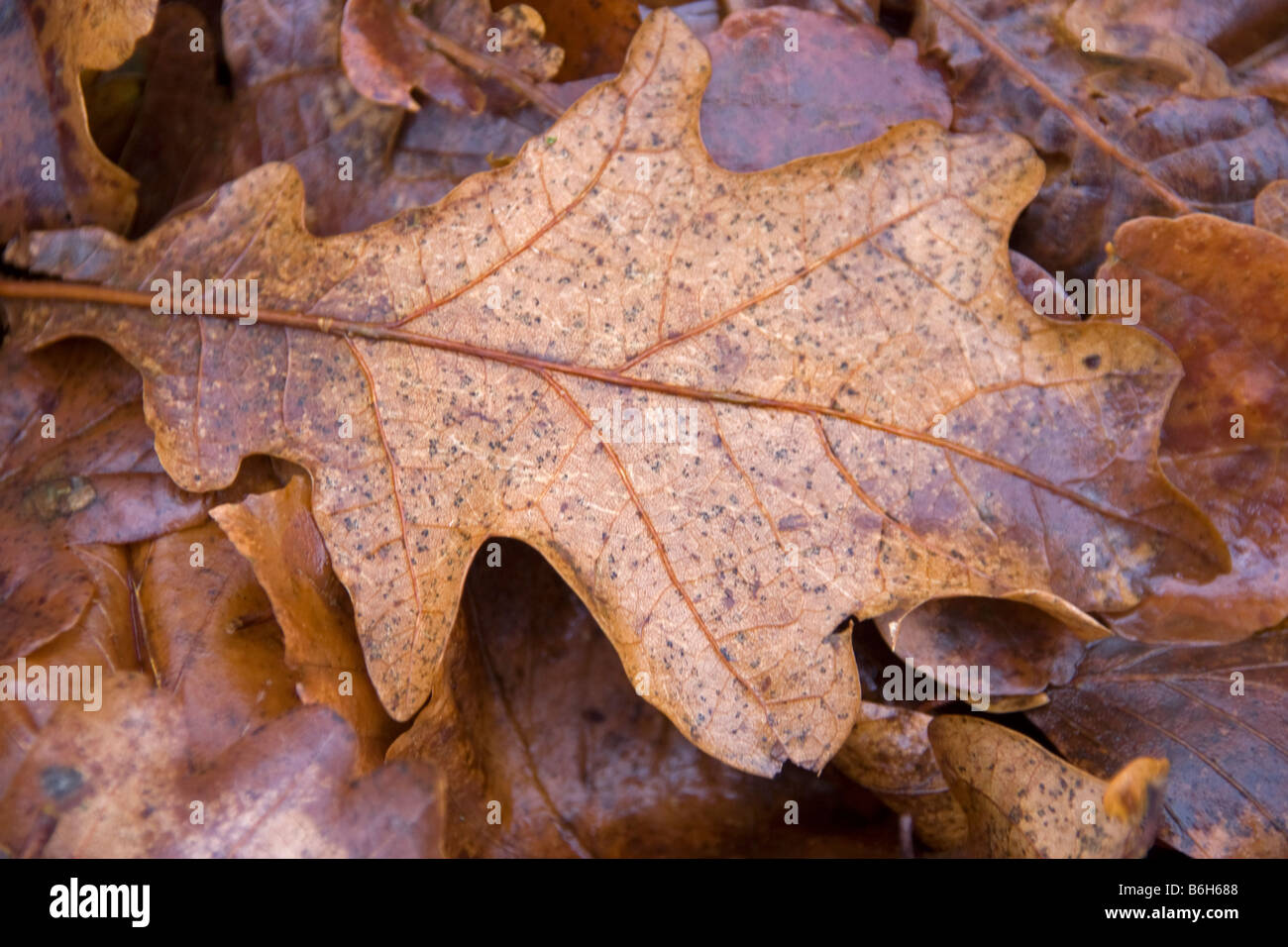 Primo piano della caduta di foglie di quercia in Oxfordshire forest Foto Stock