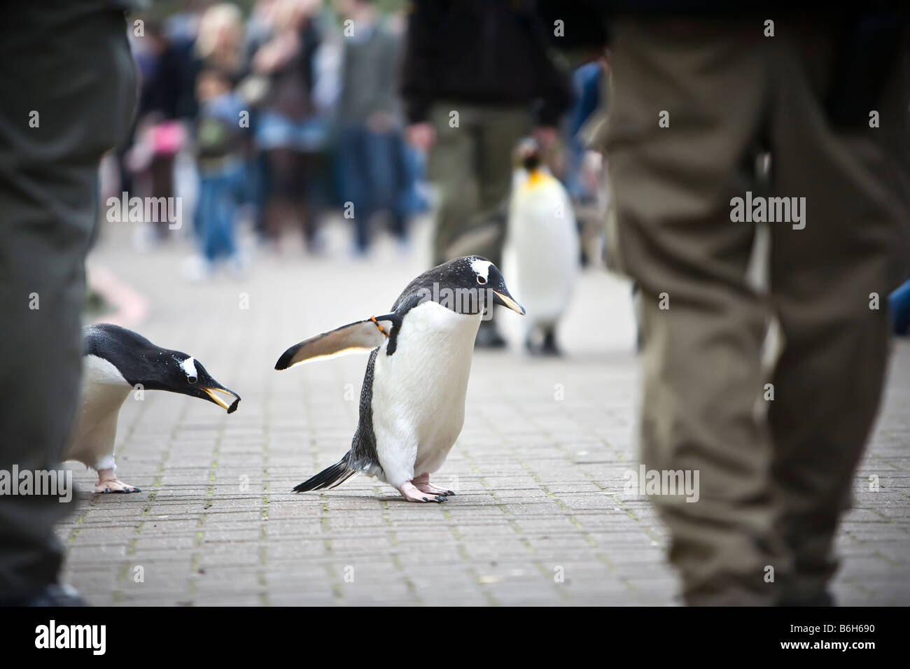 Penguin Parade presso la Edinburgh Zoo. Foto Stock