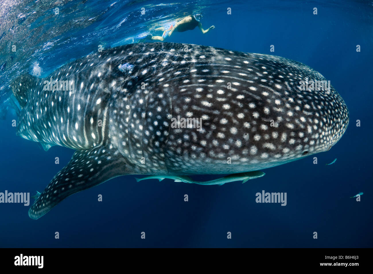 Un squalo balena Rhincodon typus il mondo s il più grande pesce rende una rara apparizione fuori del litorale di Palm Beach FL Foto Stock