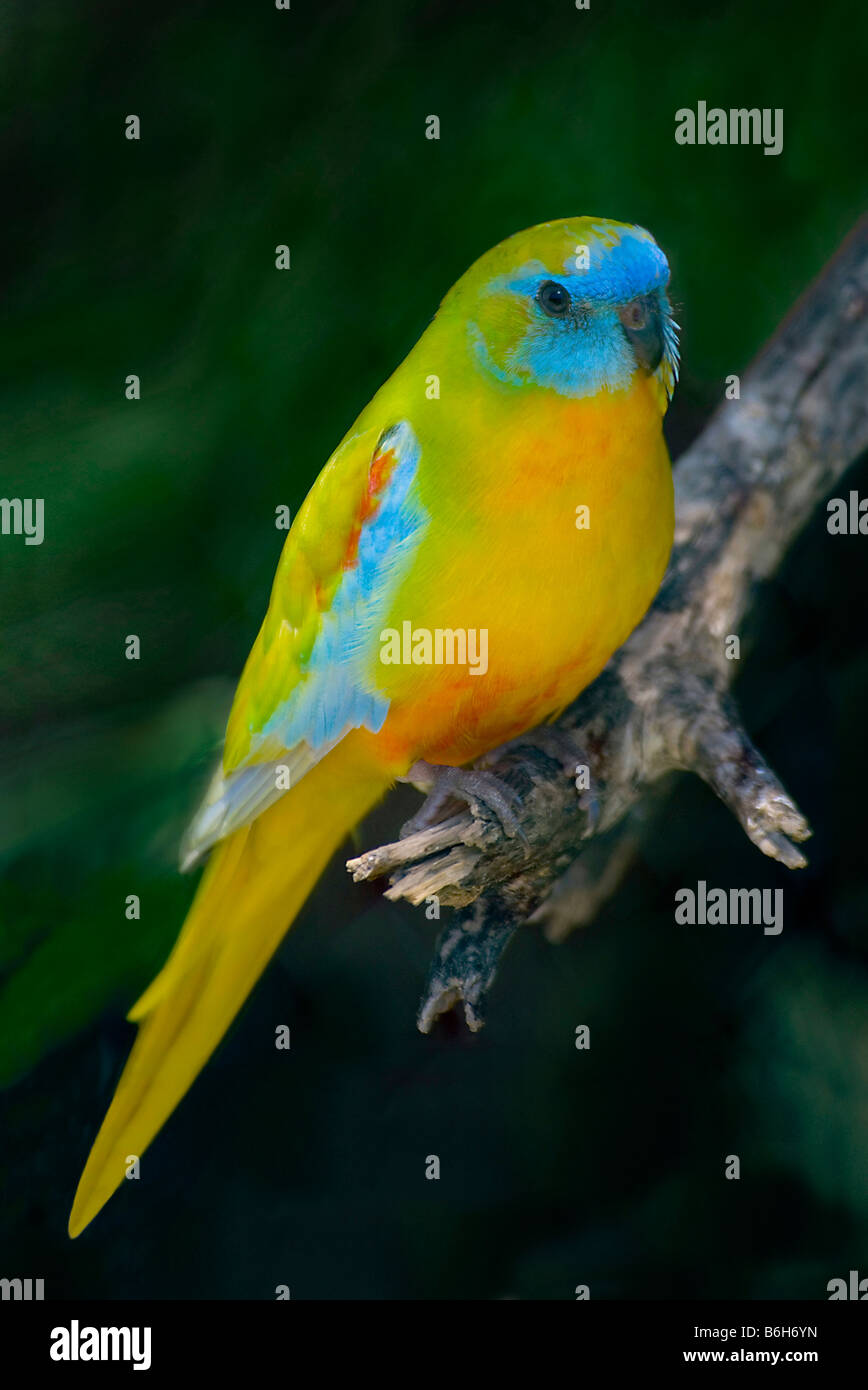 Il turchese Parrot, 'Neophema pulchella', di medie dimensioni australiano pappagallo di erba Foto Stock