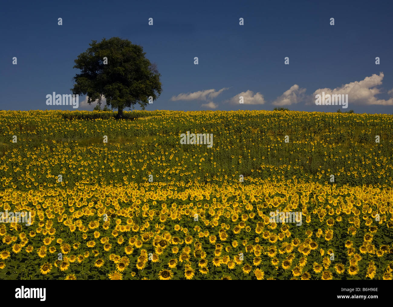 Campi di girasole Toscuny e Umbria Foto Stock