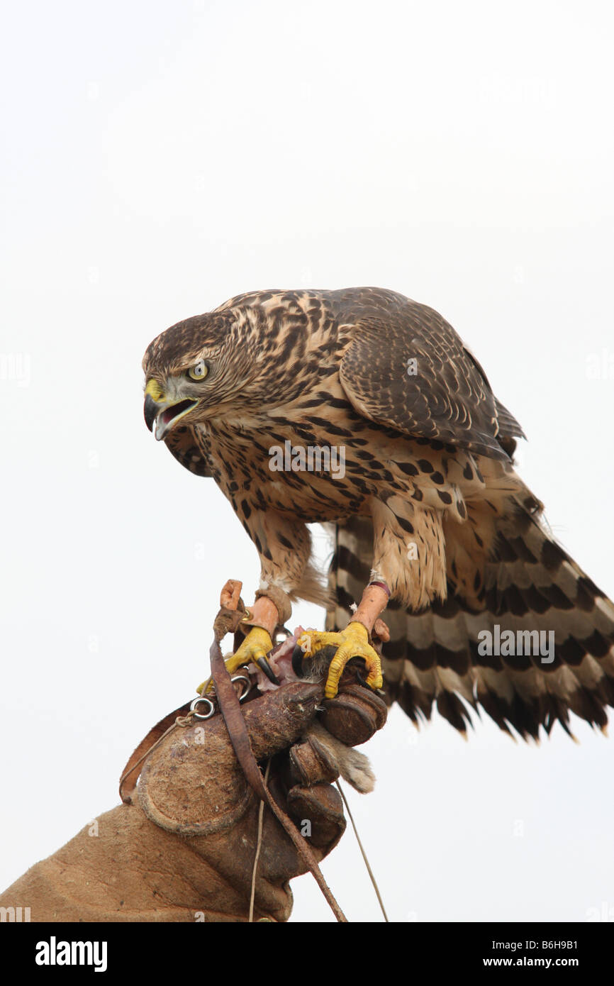I capretti astore su falconer guanto Foto Stock