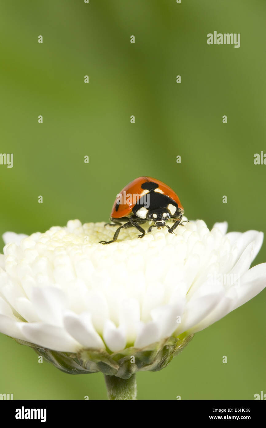 Sette Spot Ladybird "Coccinella 7 Punctata' sul Bianco fiore a margherita Foto Stock