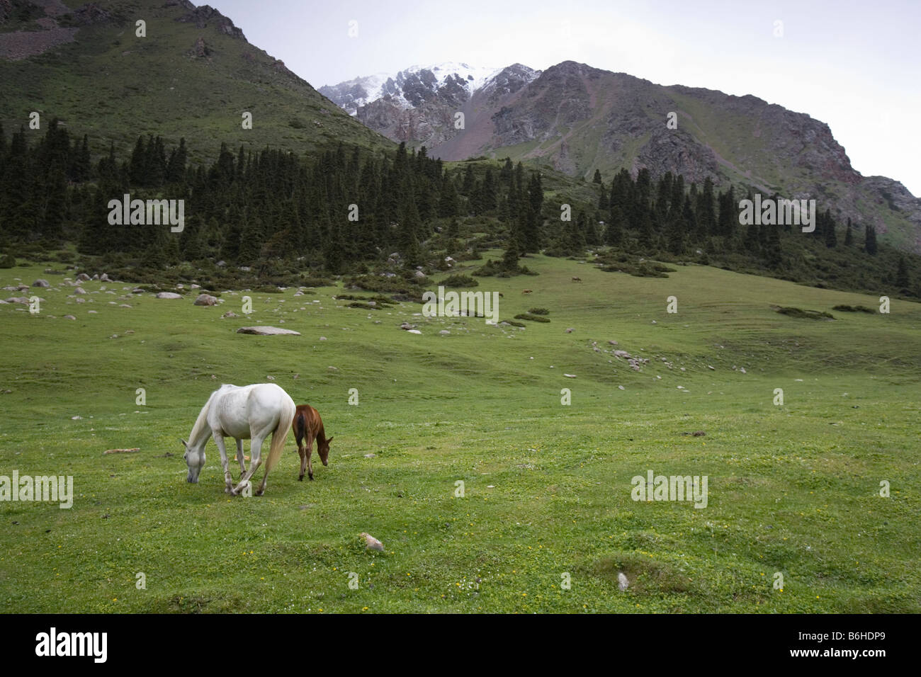 Cavalli al pascolo nei Tian Shan di pascoli di montagna Foto Stock