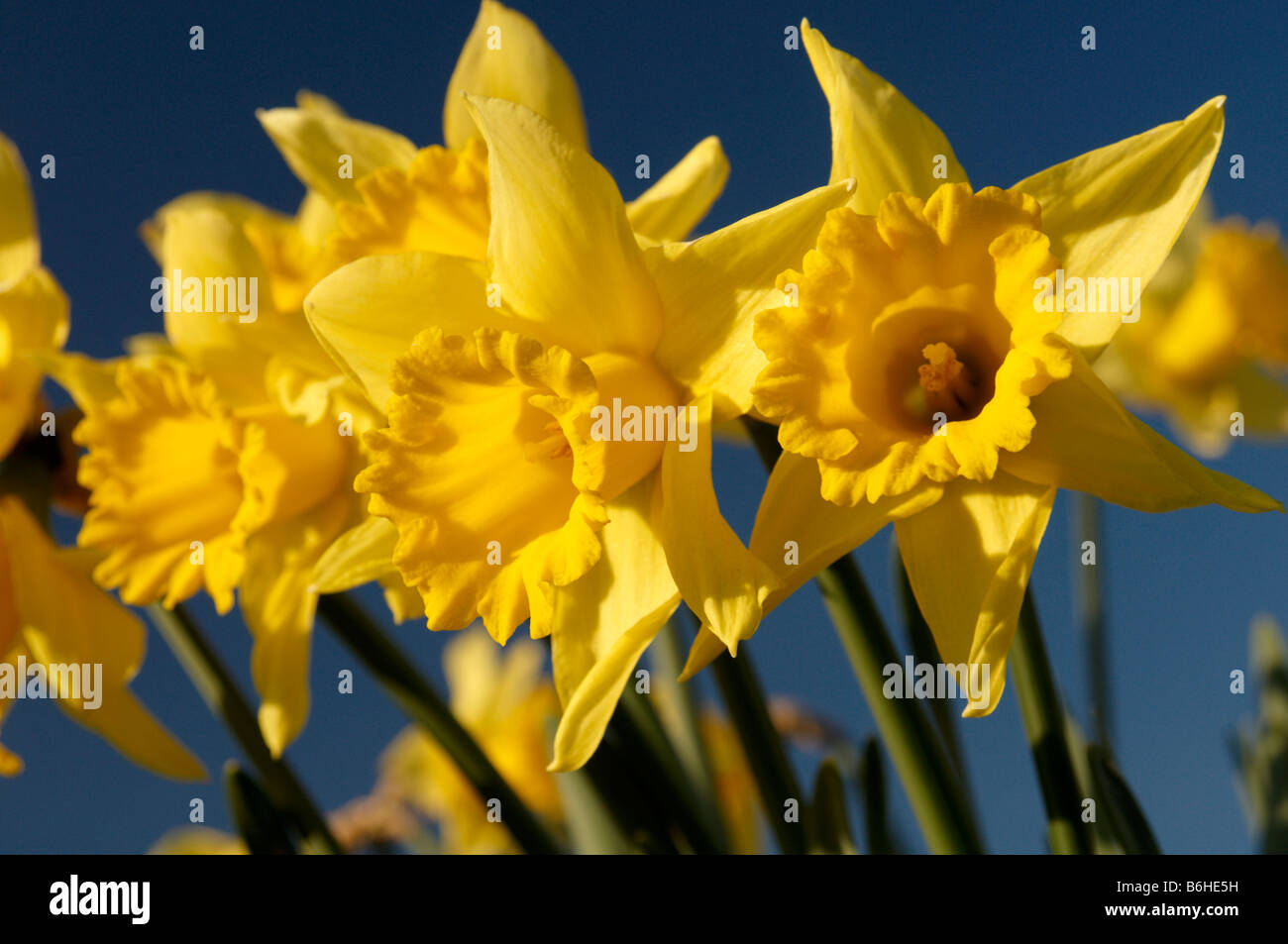 Luminose daffodils dorato su un cielo blu chiaro Foto Stock