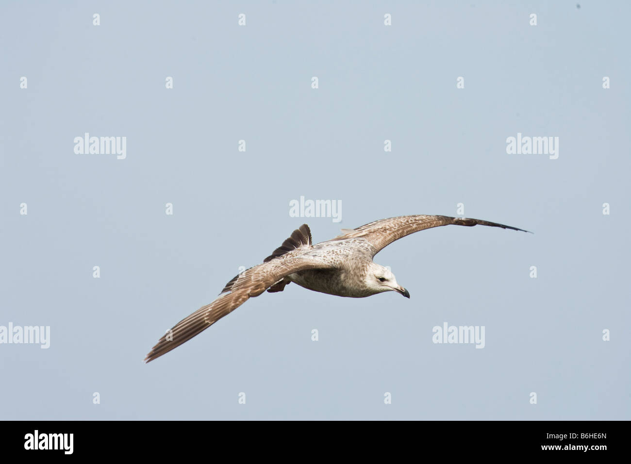 Aringa Gabbiano (Larus argentatus) in volo Foto Stock