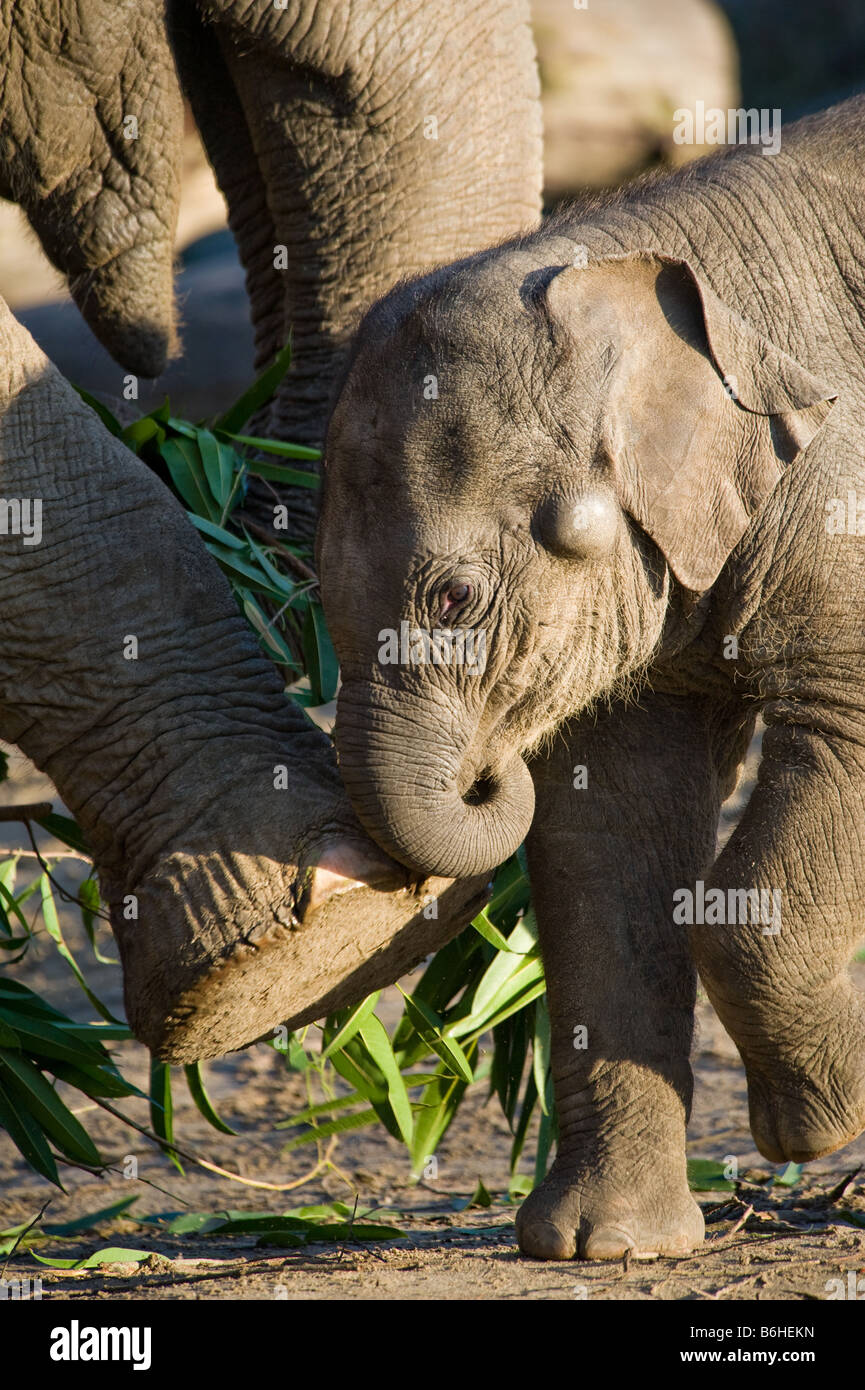 Carino Baby Elephant è di essere cacciati da un molto più grande Foto Stock