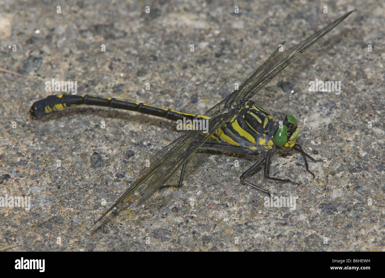 Dragonhunter (Hagenius brevistylus) dragonfly appollaiate su cemento. Foto Stock