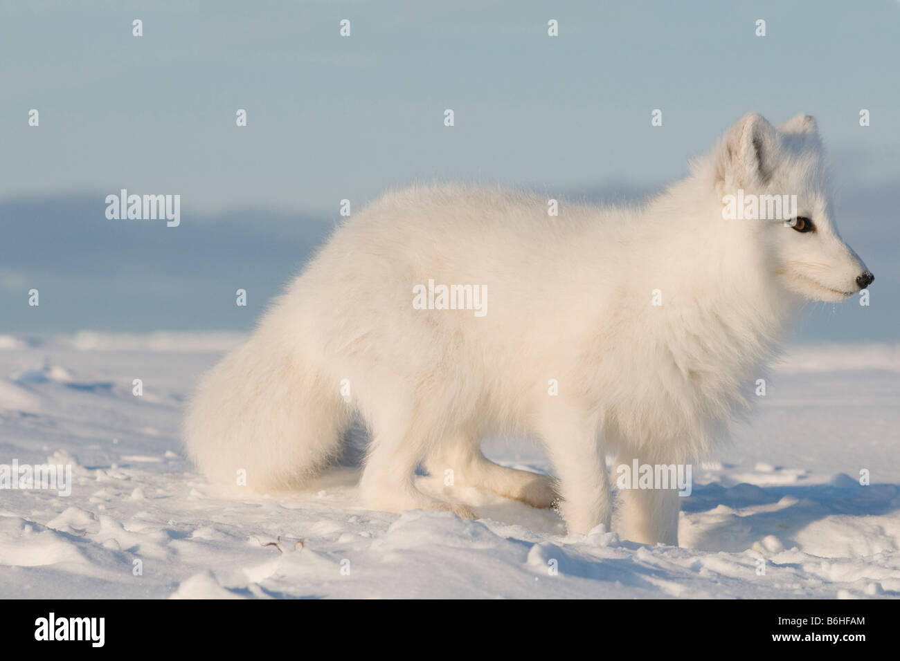 Arctic Fox Alopex lagopus adulto purifica per cibo sotto la neve lungo la costa artica 1002 area dell'Artico Foto Stock