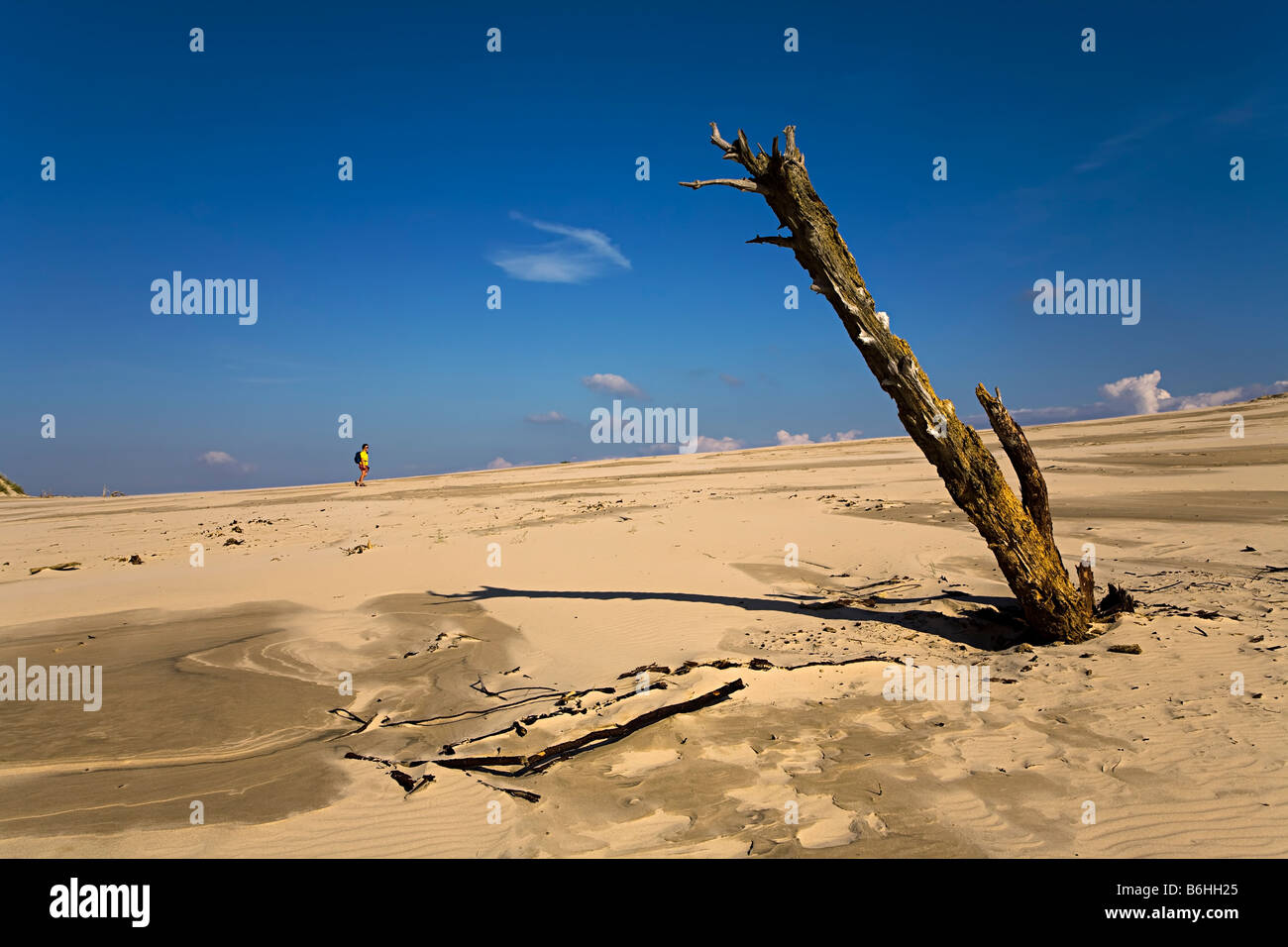 Donna che cammina in Dune con albero morto sporgente da Wydma Czolpinska dune Parco Nazionale di Slowinski Polonia Foto Stock