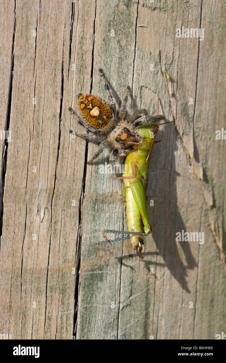 Catch Grasshopper Immagini e Fotos Stock - Alamy