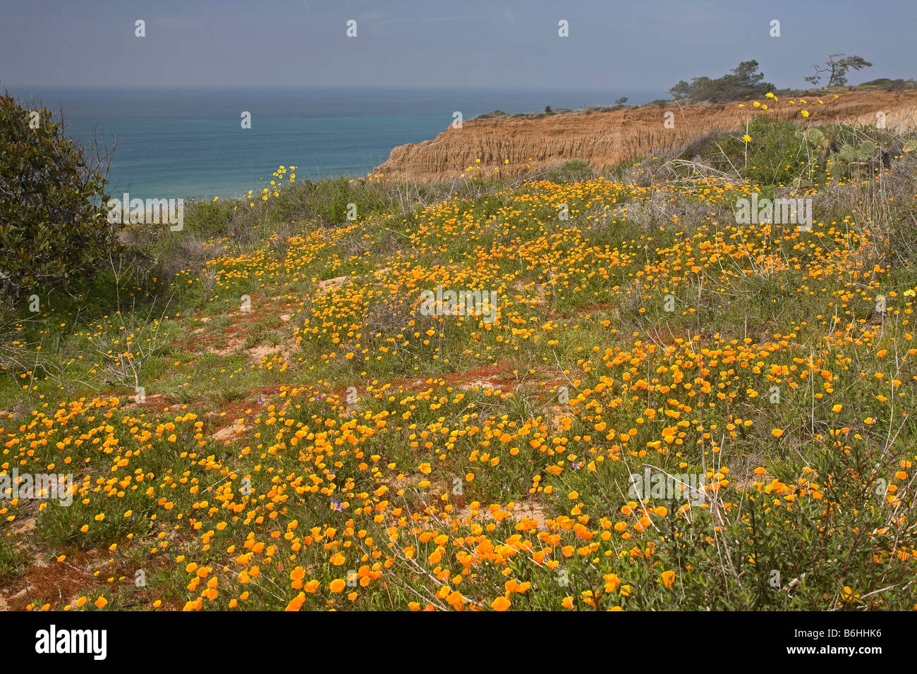 CALIFORNIA - campo di papaveri della California in un aperto della collina che si affaccia sull'Oceano Pacifico a Torrey Pines State Reserve. Foto Stock