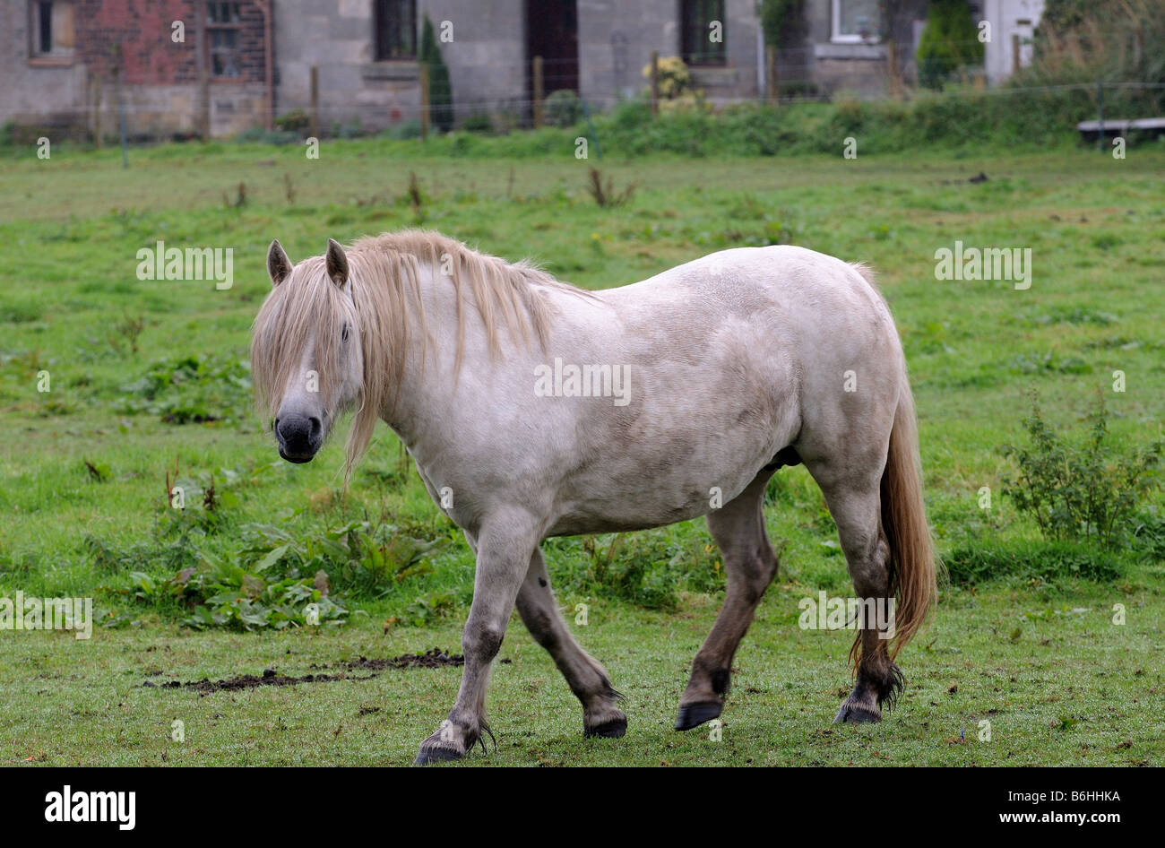 Un bel cavallo bianco stallone, bella mane staring curiosamente e che lentamente trot galoppa oltre, rivelando la sua intelligenza Foto Stock