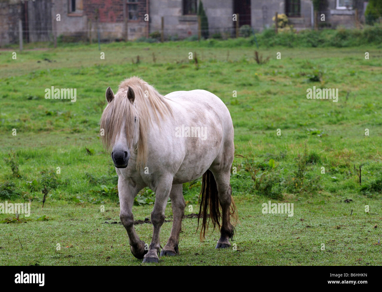 Un bel cavallo bianco stallone, bella mane staring curiosamente e che lentamente trot galoppa oltre, rivelando la sua intelligenza Foto Stock