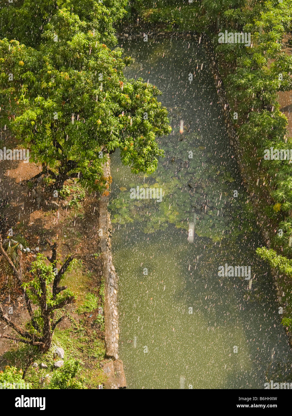 La pioggia che cade su di un giardino a Bangkok in Tailandia Foto Stock