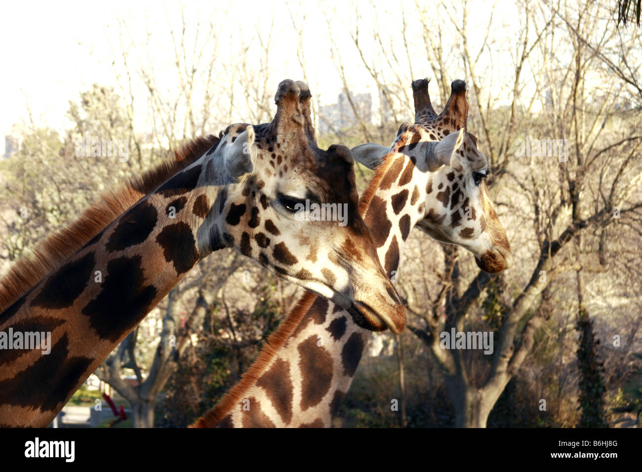 Due giraffe al Zoo di Madrid Foto Stock