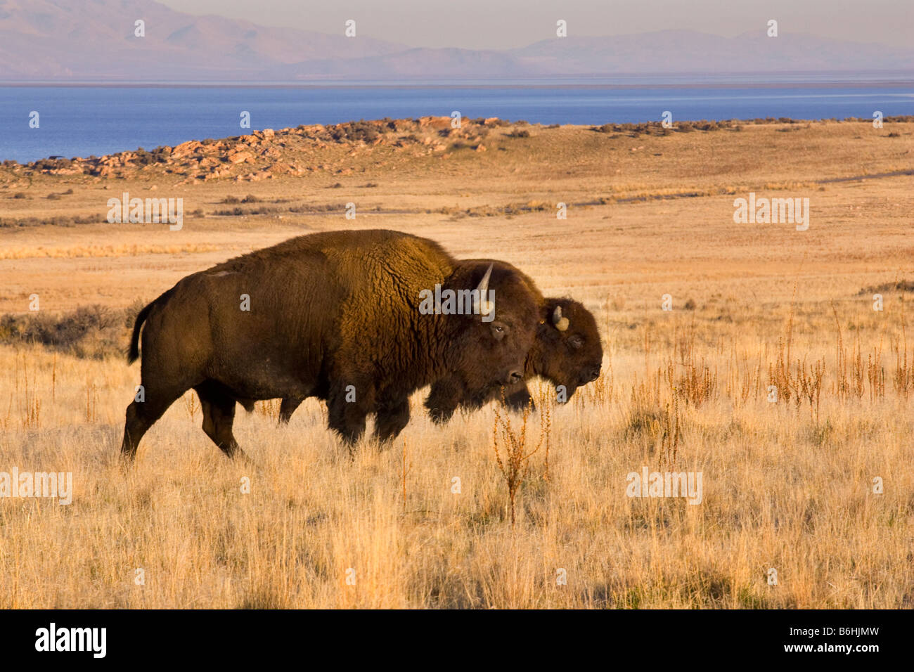 Padre e figlio buffalo in movimento attraverso un pianure erbose con grande lago salato in background Foto Stock