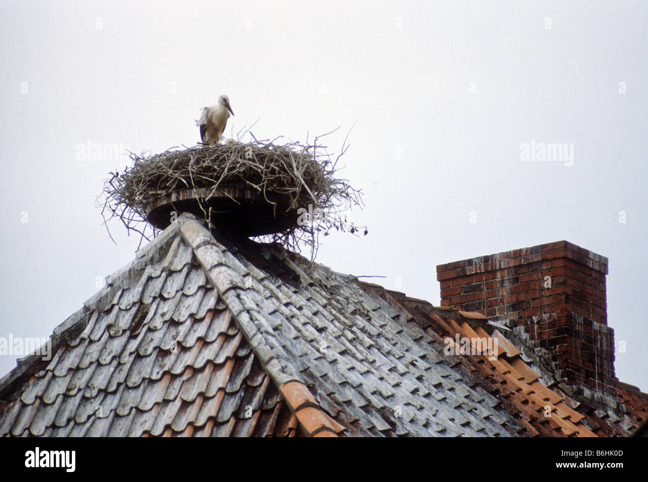 Cicogna nel nido sul tetto di casa in Germania si suppone di portare la  buona fortuna per la famiglia Foto stock - Alamy