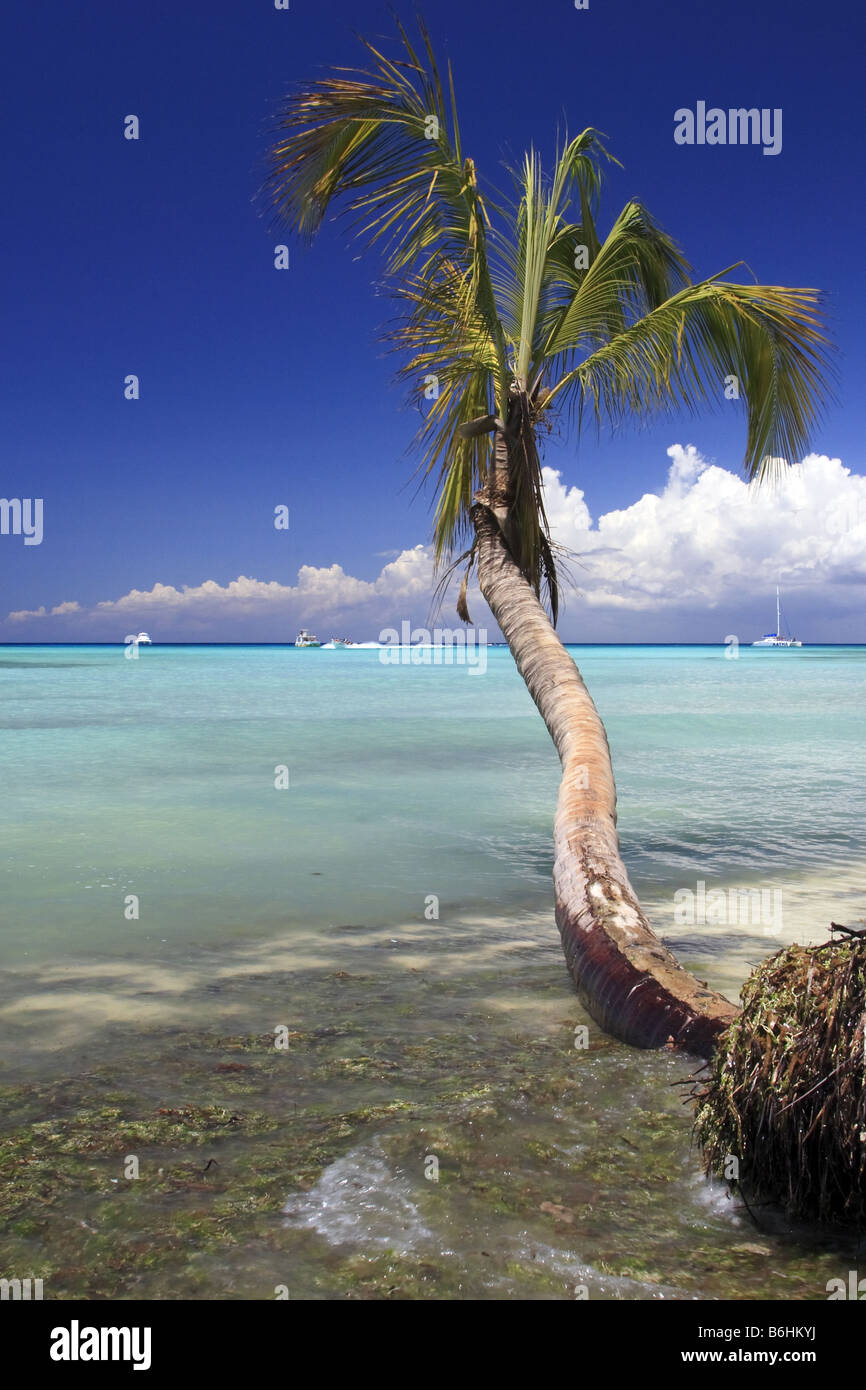 Palm Tree sull'Isola di Saona, Repubblica Dominicana Foto Stock