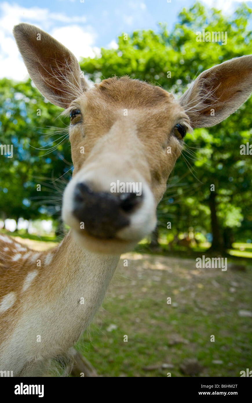 Divertente immagine di un bambino cervi presi con obiettivo grandangolare Foto Stock