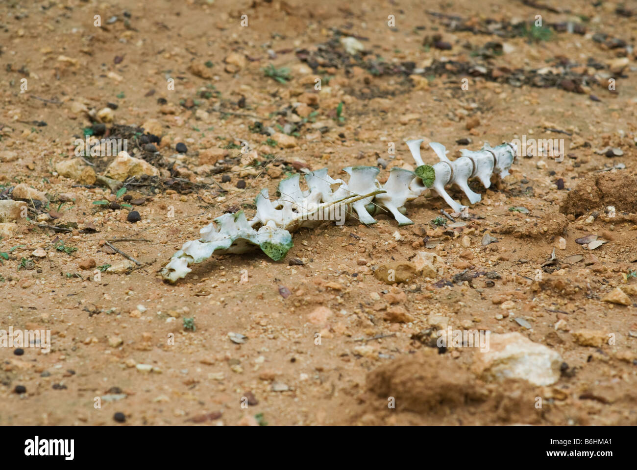 Lo scheletro di animale che stabilisce in argilla-terra del tipo a Almansa, Spagna, Europa Foto Stock