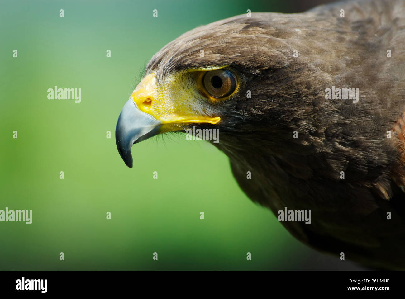 In prossimità di una steppa eagle Aquila nipalensis Foto Stock