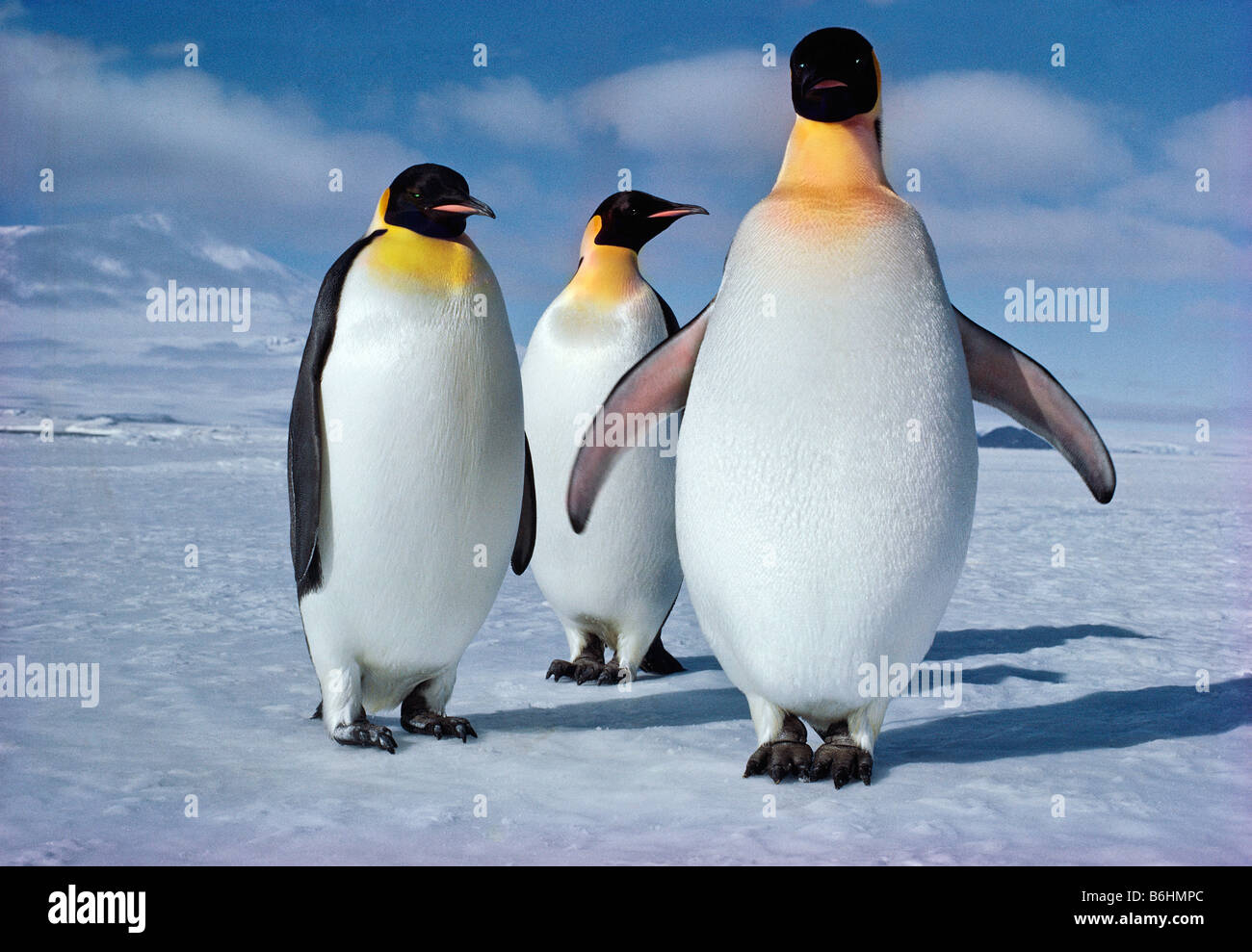 Aptenodytes forsteri, Pinguini imperatore farciti con gamberetti, Ross Ice Shelf, Antartide, emisfero meridionale Foto Stock