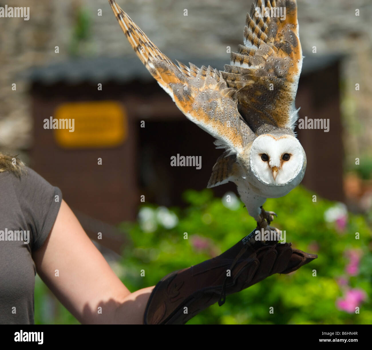 Primo piano di un bellissimo barbagianni circa per volare dall'falconieri guanto Tyto alba Foto Stock