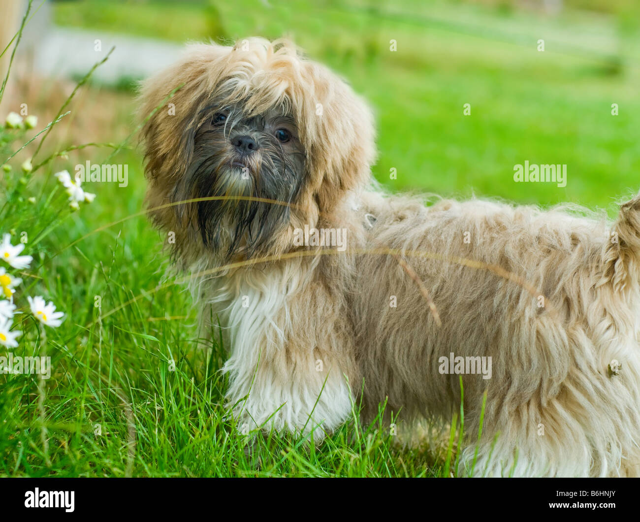 Carino shih tzu cane guardando la telecamera Foto Stock