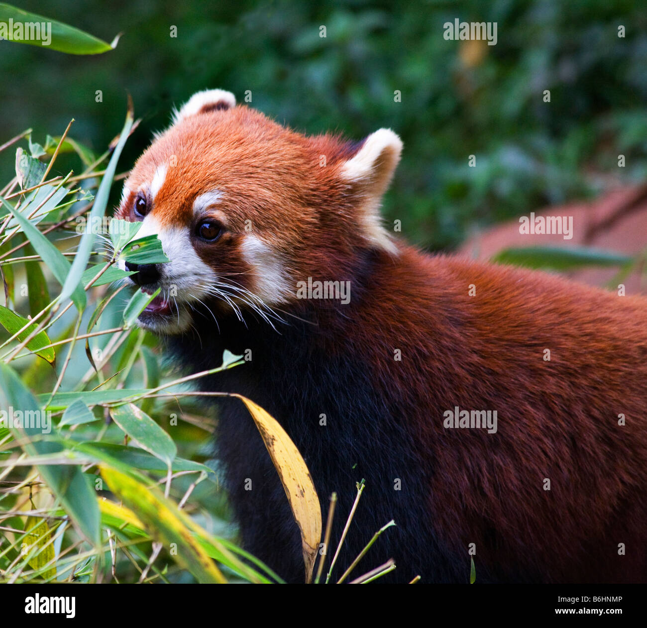 Panda rosso splendente Cat Eating Bamboo Panda Breeding Center Chengdu Sichuan in Cina Foto Stock