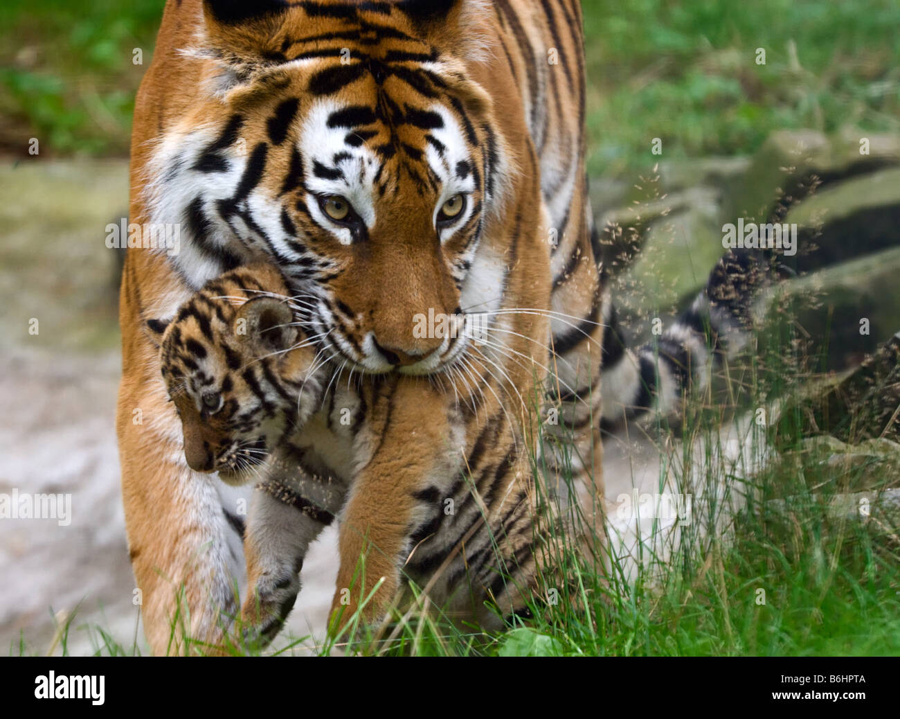 Tigre Siberiana Tiger Panthera tigris altaica con un bambino tra i suoi denti Foto Stock