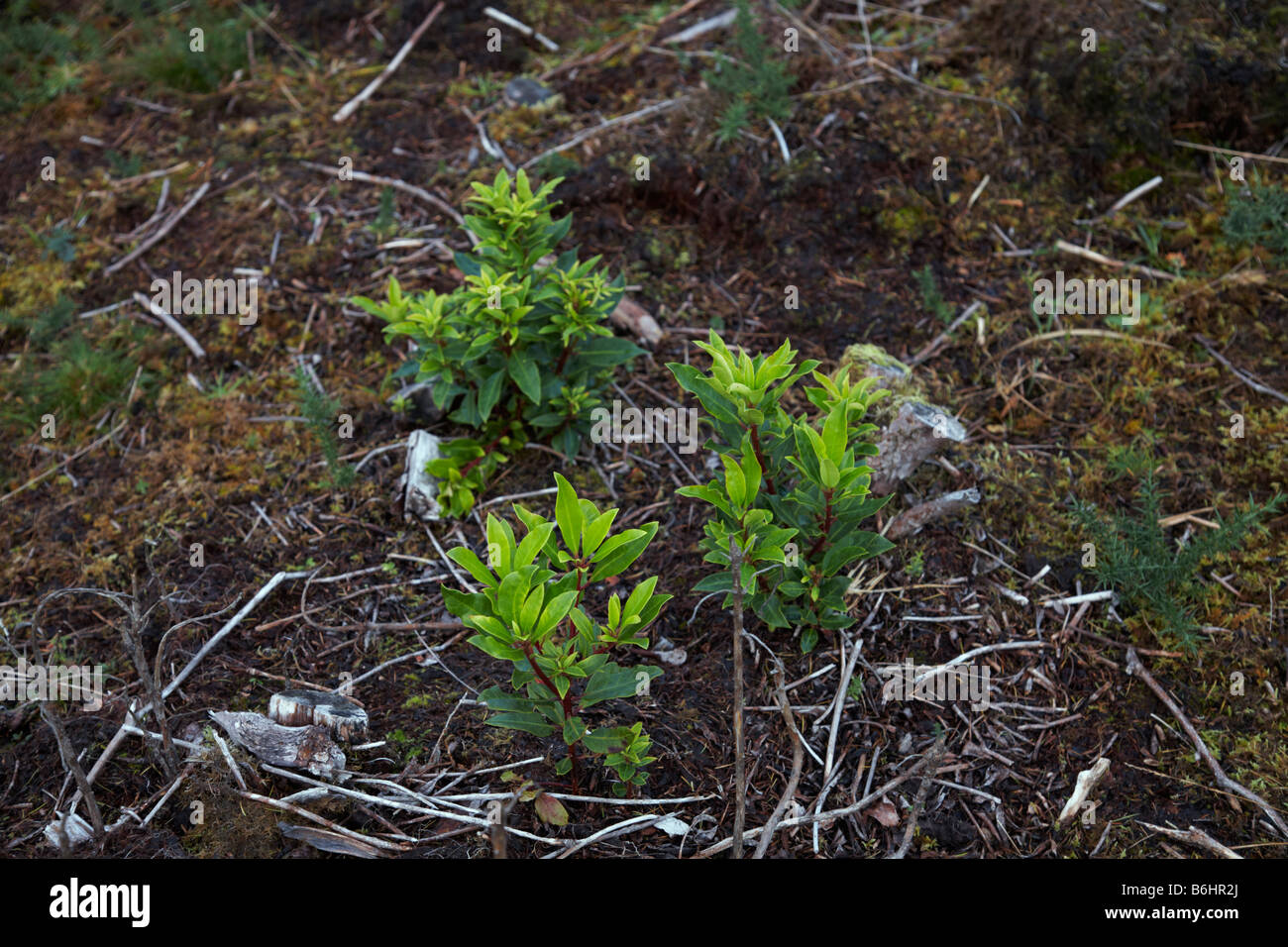 I boschi nativi rigenerazione con rhododendron ricrescita. Intorno Applecross, Wester Ross, Ross and Cromarty, West Highlands Foto Stock