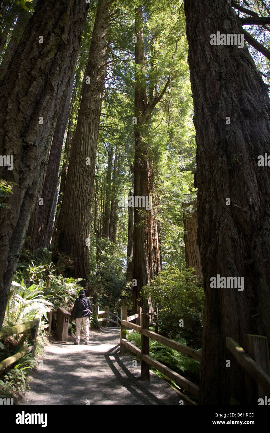Percorso attraverso gli alberi di mistero attrazione, Klamath, California USA Foto Stock