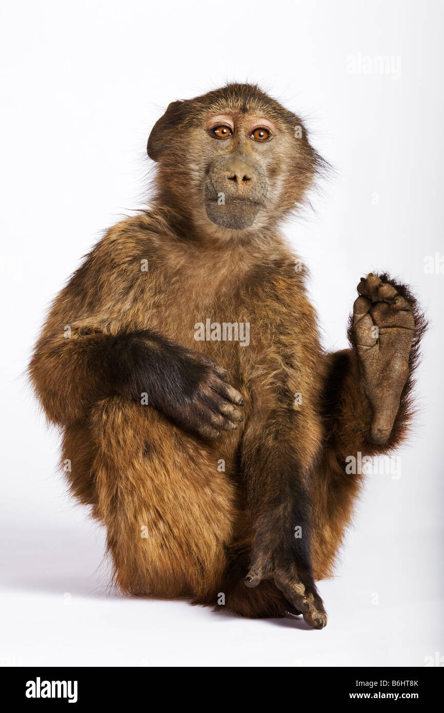 Chacma baboon Papio ursinus babbuino giovani contro uno sfondo bianco Dist Africa meridionale Foto Stock