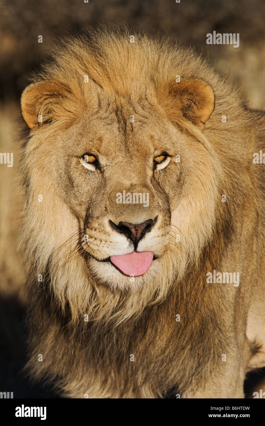 Lion Panthera leo maschio Namibia Dist Africa Subsahariana Foto Stock