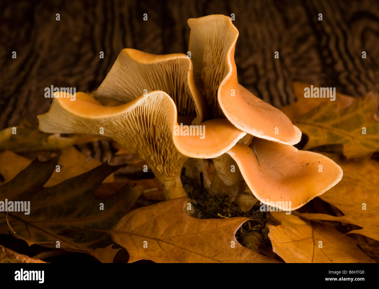 Funghi Foto Stock Funghi Foto Stock