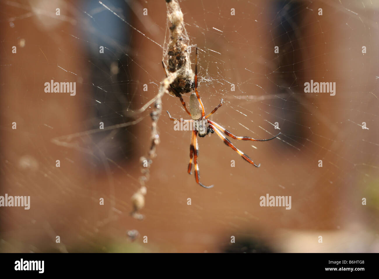 Giardino Australiano Spider Foto Stock