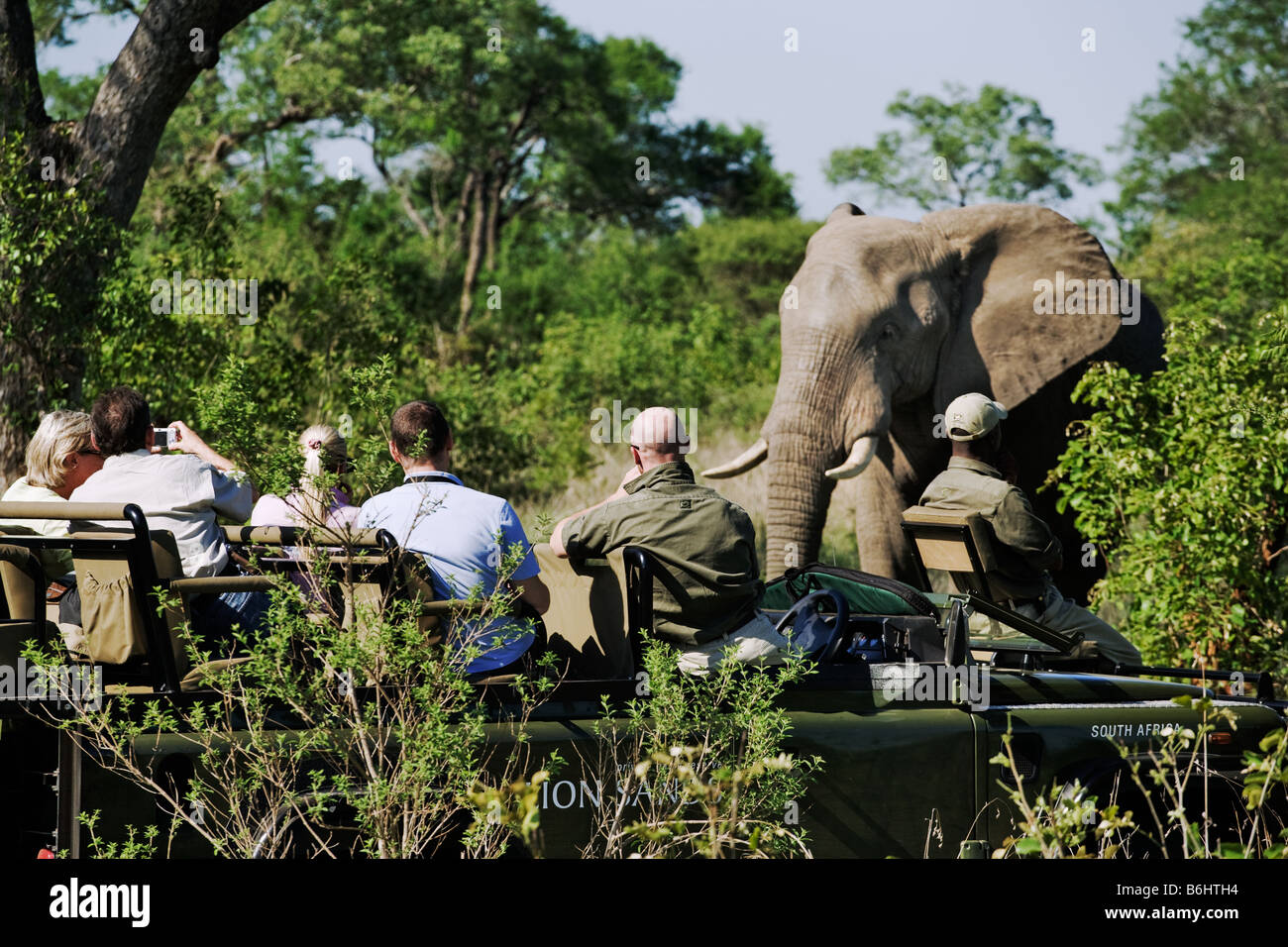 Elephant Loxodonta africana turisti per un game drive a fotografare un elefante Sud Africa Dist Africa Subsahariana Foto Stock