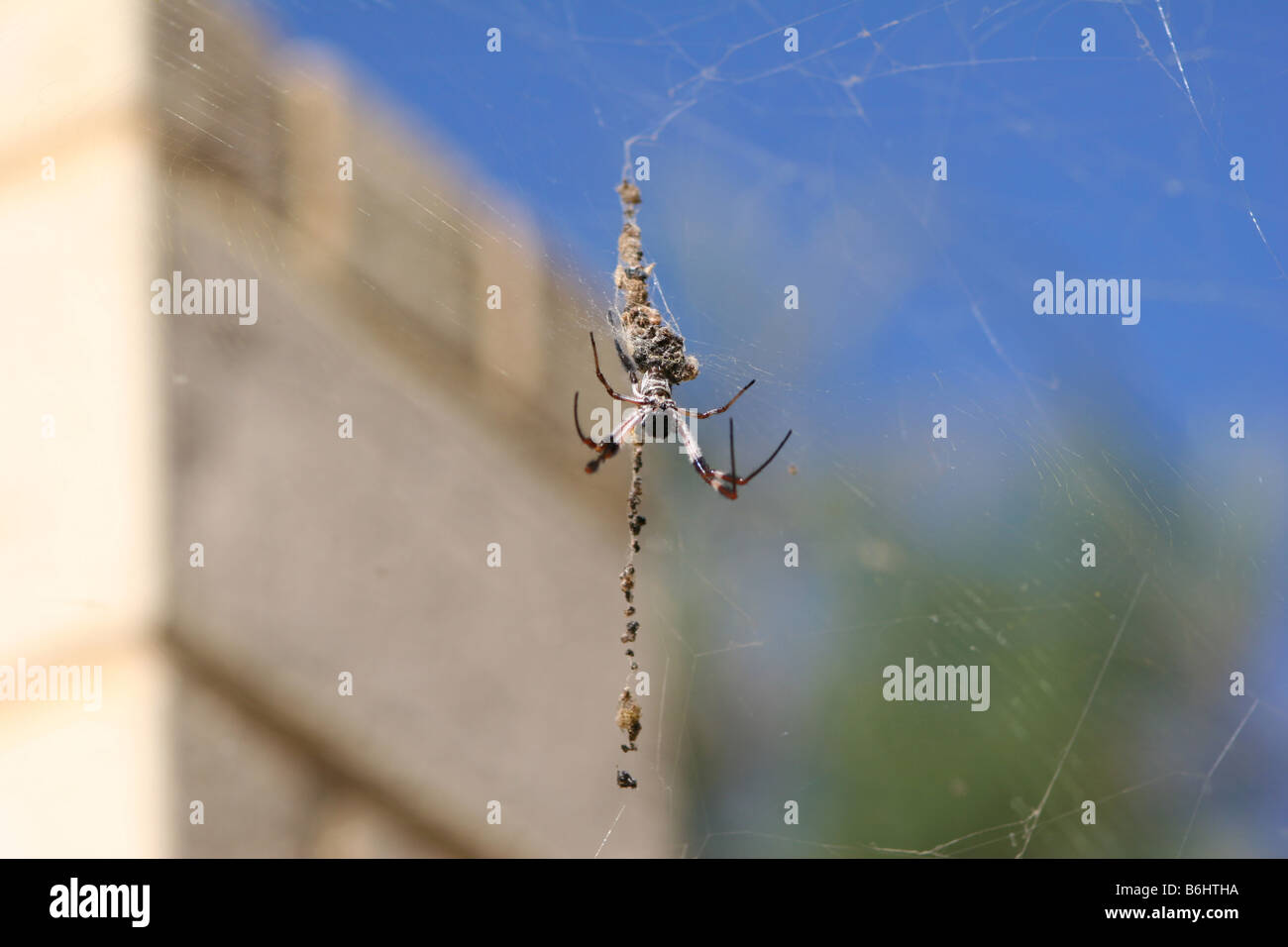 Australian Spider nel Web Foto Stock
